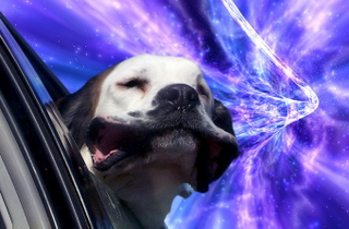 Illustration for article titled Dogs love sticking their heads out the window even more at warp speed